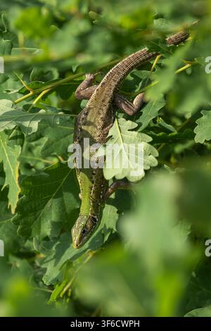 Sand Lizard, Lacerta agilis, Bulgaria Stock Photo