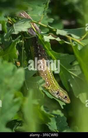 Sand Lizard, Lacerta agilis, Bulgaria Stock Photo