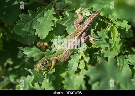 Sand Lizard, Lacerta agilis, Bulgaria Stock Photo