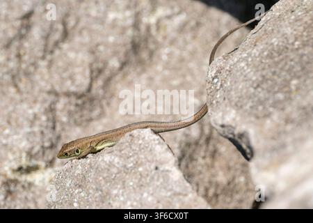 Female or juvenile European green lizard, Lacerta viridis, Bulgaria Stock Photo