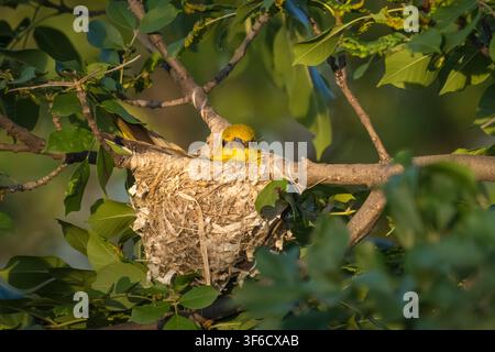 Female Golden Oriole sat on eggs in the nest, Oriolus oriolus, Bulgaria Stock Photo