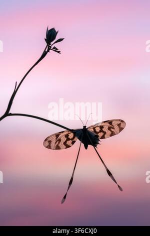 Spoonwing lacewing, Nemoptera sinuata, against dawn sky, Bulgaria Stock Photo