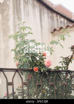 Pink and peach roses blooming over a rusty iron garden fence with weathered wall and terracotta rooftop, Olbia, Sardinia, Italy Stock Photo