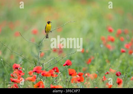 Black headed Bunting, Emberiza melanocephala, in poppy field, Bulgaria Stock Photo