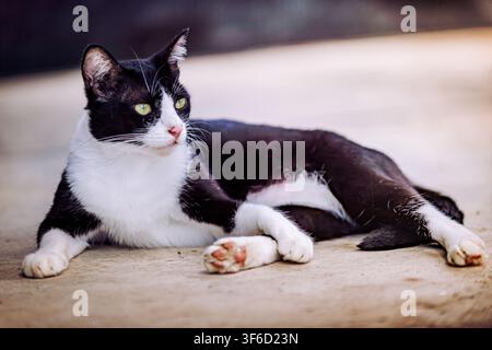 Domestic cat with black fur and white chest lying on ground, looking sideways with green eyes, relaxed and watchful. Thailand photography, no generati Stock Photo