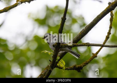 Juvanile Pied Wagtail perched in a tree. England UK. Stock Photo