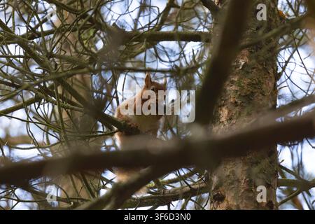 Red Squirrel sat in a tree in a pine forest, England, UK. Stock Photo