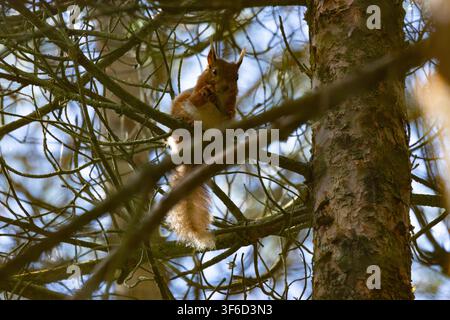 Red Squirrel sat in a tree in a pine forest, England, UK. Stock Photo