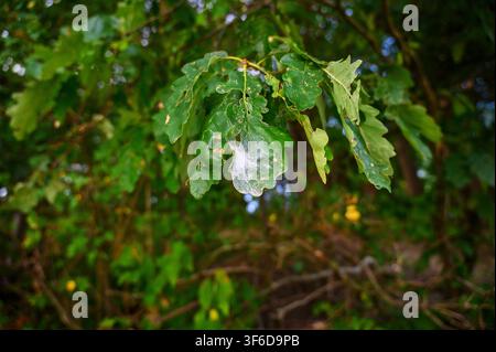 Close-up of green oak leaves with a delicate spider web on a branch. Stock Photo