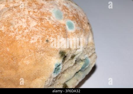 Moldy mould on home made bread roll funus food waste Stock Photo