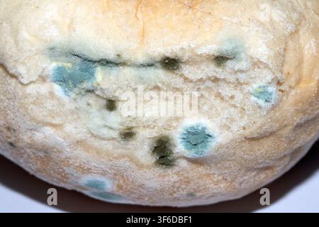 Moldy mould on home made bread roll funus food waste Stock Photo
