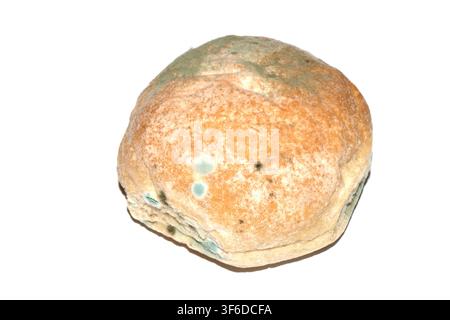 Moldy mould on home made bread roll funus food waste Stock Photo