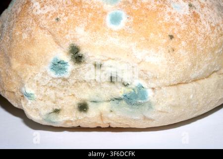 Moldy mould on home made bread roll funus food waste Stock Photo