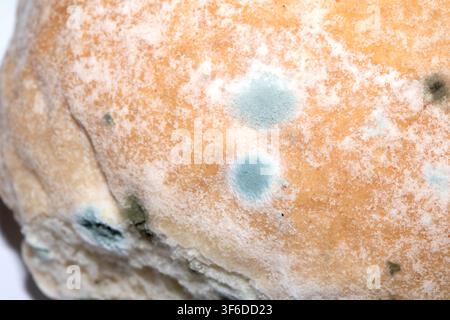 Moldy mould on home made bread roll funus food waste Stock Photo
