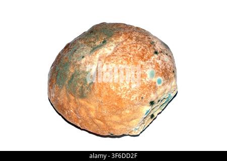 Moldy mould on home made bread roll funus food waste Stock Photo