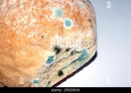 Moldy mould on home made bread roll funus food waste Stock Photo