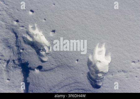 Clear dog paw prints pressed deep into fresh white snow during a sunny winter day, capturing the gentle trail left behind by a canine wanderer in the Stock Photo
