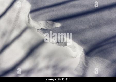 Close-up view of fresh snow crust with sharp edges and soft textures, featuring dramatic long shadows cast on the pristine white surface during a brig Stock Photo