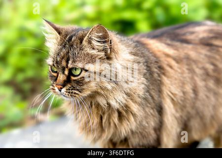 Portrait of a street cat. Close-up. Selective focus. Stock Photo
