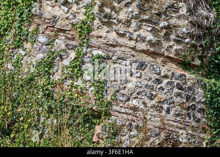 Green ivy growing over the ancient Roman knapped flint and red ceramic bonding tile courses of the fort wall at Burgh Castle in Norfolk, England. Stock Photo