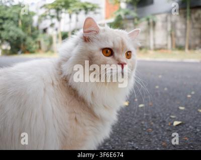 A white persian mix cat being curious while playing outside in the afternoon Stock Photo