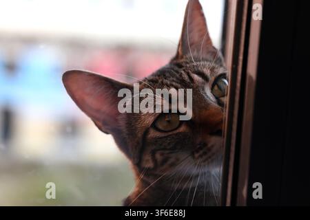 Tabby cat looking out through a window from a dark interior Stock Photo