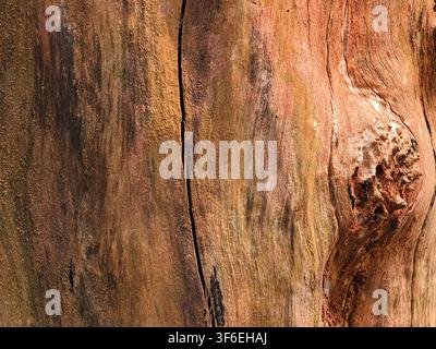 Close up weathered tree bark texture with natural crack and knot background Stock Photo