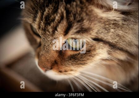Close side profile of a long-haired tabby cat with a green eye, detailed fur and whiskers in warm natural light Stock Photo