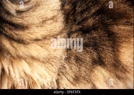 extreme closeup of a tabby cat fur Stock Photo