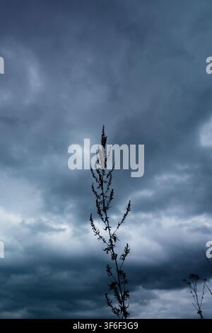 Silhouette of a tall wild plant stands against layered dark storm clouds in a minimalist, moody vertical landscape Stock Photo