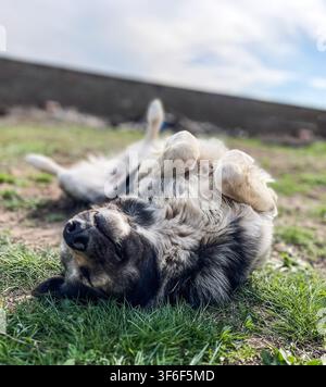 Playful mixed breed dog lying comfortably on its back with paws raised on green grass in a rural outdoor setting. Captured in natural daylight with a Stock Photo