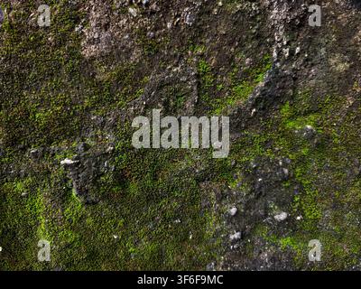 Green Moss Growing on Old Rough Concrete Wall Texture. Stock Photo