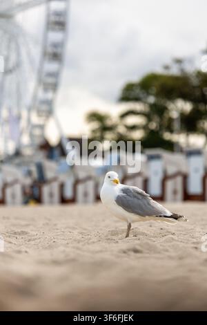 Herring gull stands on sandy beach in Kuhlungsborn, with blurred Ferris wheel and beach chairs behind. Coastal portrait blends Baltic resort Stock Photo