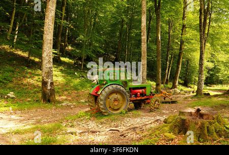 Vintage green tractor parked along a dirt path among tall beech trees in a lush green forest landscape. Stock Photo