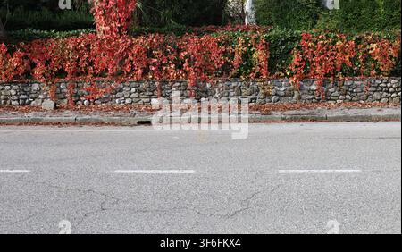 Fence made of stones with hedge on top partially covered by red autumn leaves of creeping plants .Concrete sidewalk and street in front. Background Stock Photo