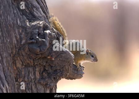 Smith's Bush Squirrel (Paraxerus cepapi). Taken in Kruger National Park, South Africa. Stock Photo