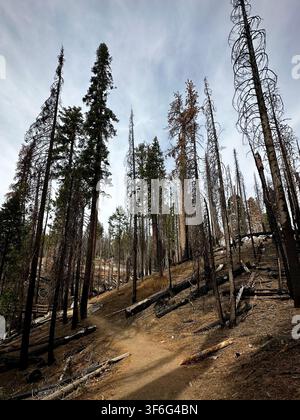 Fire-Scorched Forest Trail (Yosemite National Park, California, USA) Stock Photo