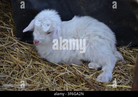 Newborn white goat kid resting on straw at Farmunk in Baj, Hungary... Stock Photo