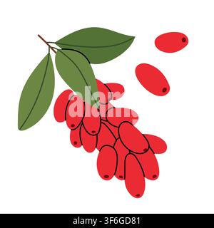 Hand-drawn botanical illustration of a barberry branch with bright red elongated berries and green leaves isolated on a white background. Perfect for Stock Vector