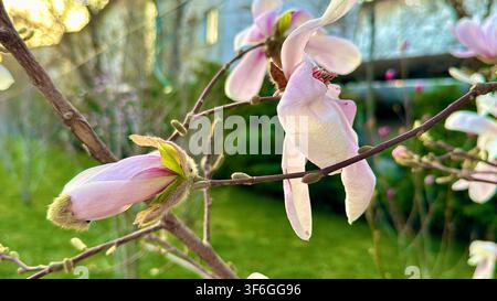 Pink magnolia blossoms and unopened buds growing together on a flowering tree during spring. Stock Photo