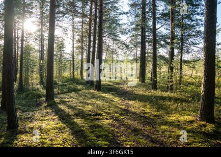 Walking narrow path through summer forest with rows of pines, footpath in woodland with green moss Stock Photo
