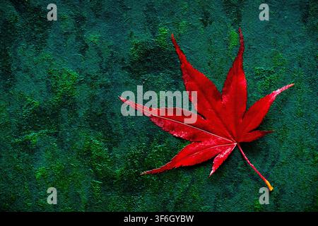 A single vibrant red Japanese Maple (Acer palmatum) leaf resting on a textured, mossy green stone background, creating a bold color contrast Stock Photo