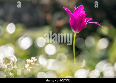 A single magenta lily-flowered tulip (Tulipa 'Purple Dream') blooming in a spring garden with a dreamy green background and soft white bokeh Stock Photo
