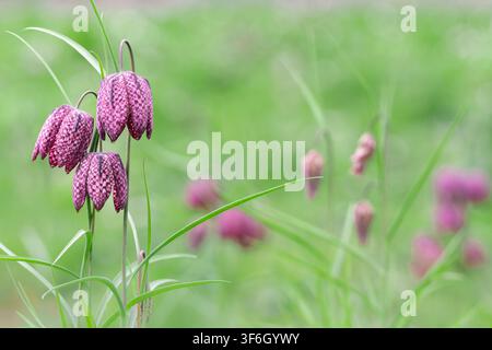 Purple checkered Snake's Head Fritillary wildflowers blooming in a lush green spring meadow with extensive blurred negative copy space on the right. Stock Photo
