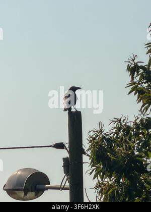Black crow perched on a utility pole beside a streetlight under a clear blue sky in Asturias, Spain Stock Photo