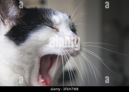Closeup of a black and white cat yawning Stock Photo