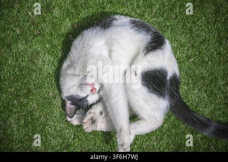 A black and white cat is curled up in a playful, twisted position while resting on green grass Stock Photo
