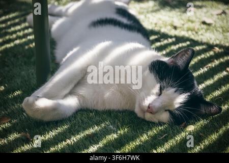 A black and white cat sleeping under a bench in the shade in a garden during heatwave Stock Photo