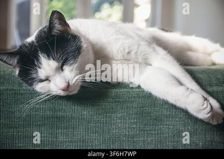 A black-and-white cat is peacefully napping, stretched out along the top cushion of a green sofa Stock Photo