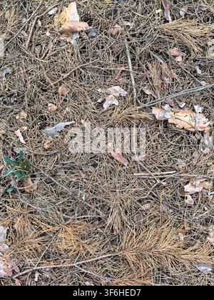 The ground is covered with dry pine needles, small twigs, and bits of leaves in a wooded area. Light filters through the trees above, creating a natur Stock Photo
